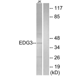 Western Blot - Anti-EDG3 Antibody (G084) - Antibodies.com