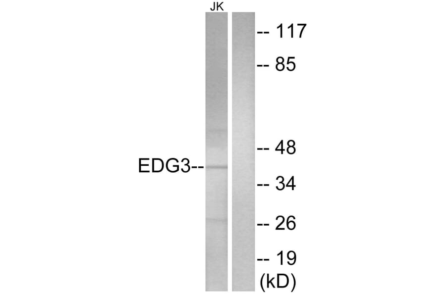 Western Blot - Anti-EDG3 Antibody (G084) - Antibodies.com
