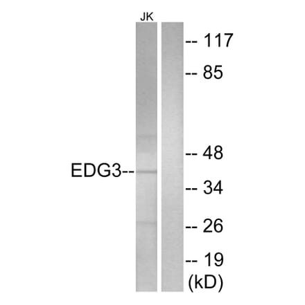 Western Blot - Anti-EDG3 Antibody (G084) - Antibodies.com