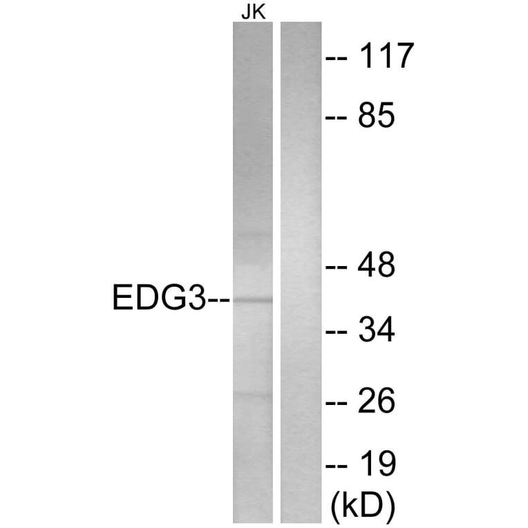 Western Blot - Anti-EDG3 Antibody (G084) - Antibodies.com