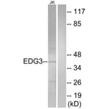 Western Blot - Anti-EDG3 Antibody (G084) - Antibodies.com
