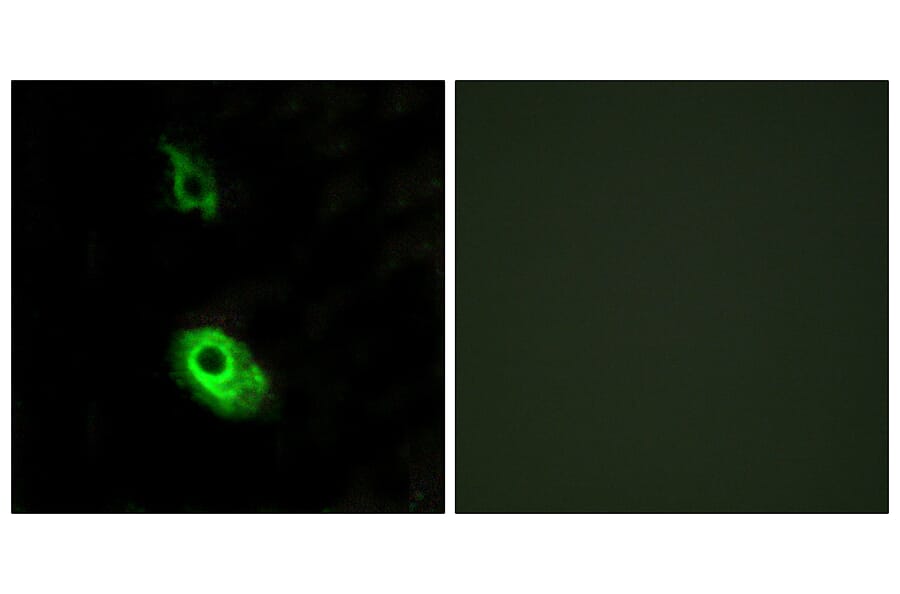 Immunofluorescence - Anti-EDG3 Antibody (G084) - Antibodies.com