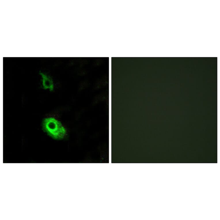 Immunofluorescence - Anti-EDG3 Antibody (G084) - Antibodies.com