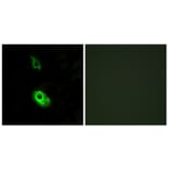 Immunofluorescence - Anti-EDG3 Antibody (G084) - Antibodies.com