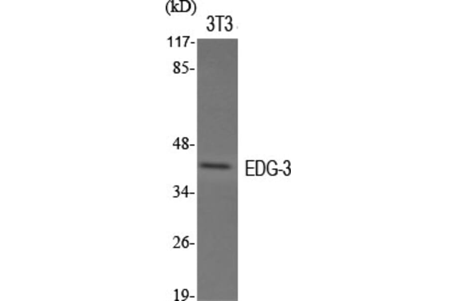 Western Blot - Anti-EDG3 Antibody (G084) - Antibodies.com
