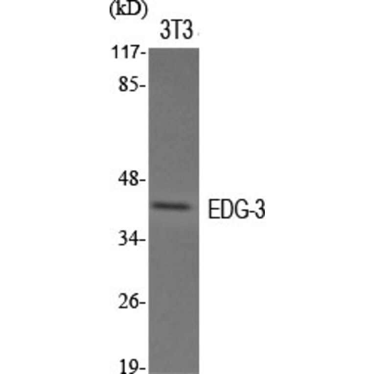 Western Blot - Anti-EDG3 Antibody (G084) - Antibodies.com