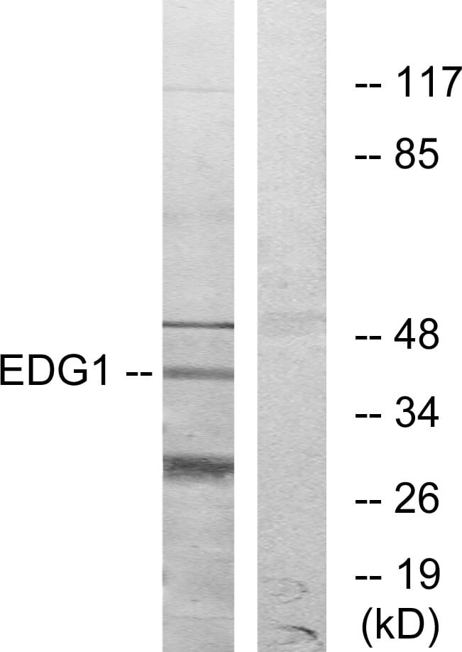 Western blot analysis of lysates from COLO205 cells using Anti-EDG1 Antibody. The right hand lane represents a negative control, where the antibody is blocked by the immunising peptide.