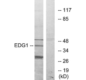 Western Blot - Anti-EDG1 Antibody (G082) - Antibodies.com