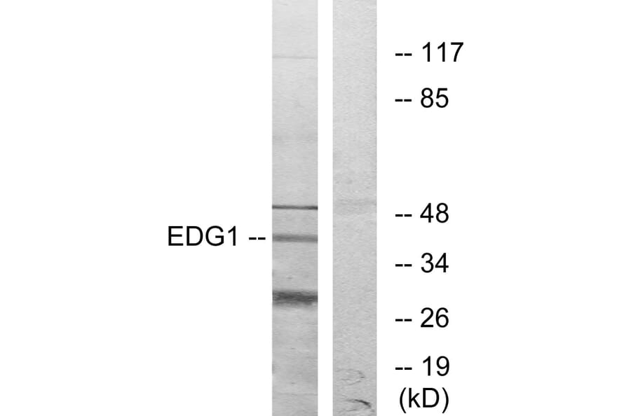 Western Blot - Anti-EDG1 Antibody (G082) - Antibodies.com