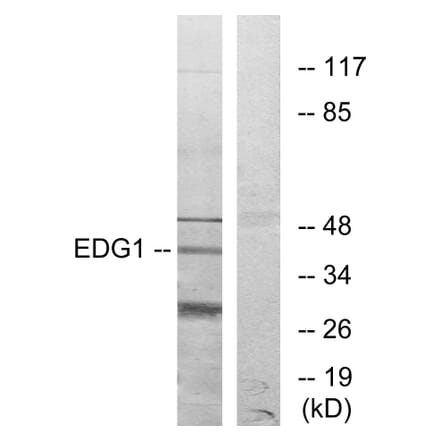 Western Blot - Anti-EDG1 Antibody (G082) - Antibodies.com