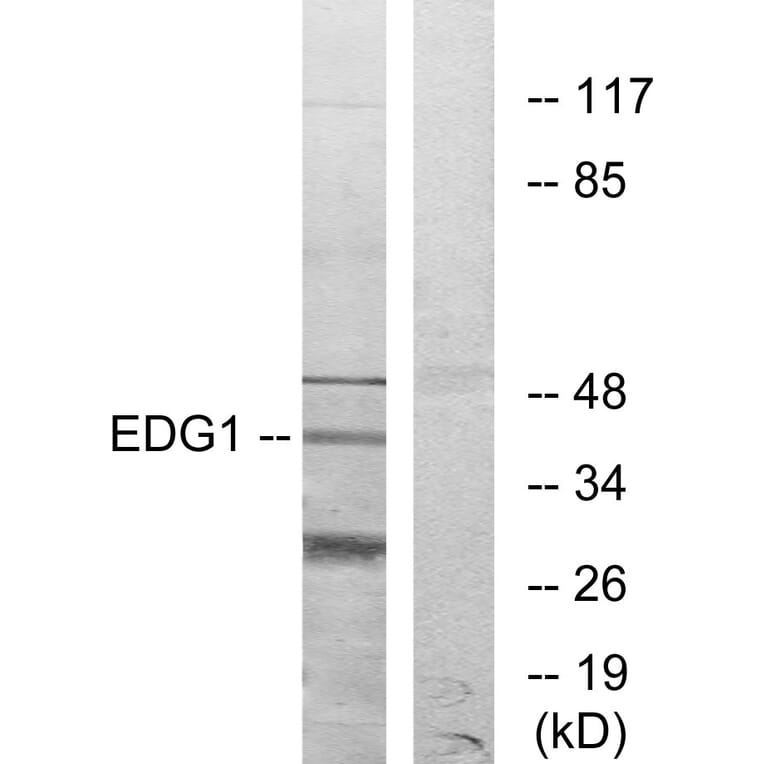 Western Blot - Anti-EDG1 Antibody (G082) - Antibodies.com
