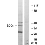 Western Blot - Anti-EDG1 Antibody (G082) - Antibodies.com