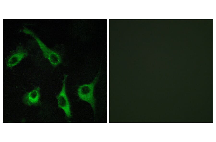 Immunofluorescence - Anti-EDG1 Antibody (G082) - Antibodies.com
