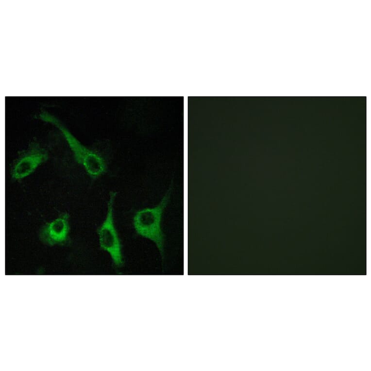Immunofluorescence - Anti-EDG1 Antibody (G082) - Antibodies.com