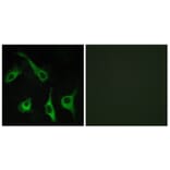 Immunofluorescence - Anti-EDG1 Antibody (G082) - Antibodies.com