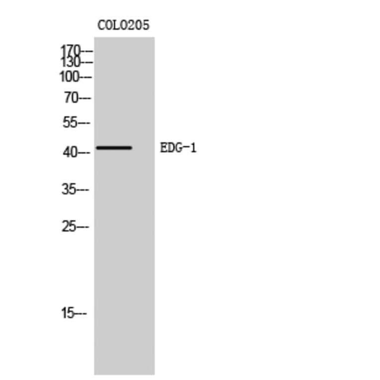 Western Blot - Anti-EDG1 Antibody (G082) - Antibodies.com