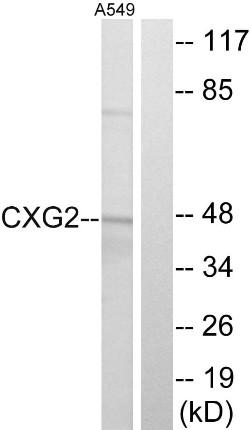 Western blot analysis of lysates from A549 cells using Anti-CXG2 Antibody. The right hand lane represents a negative control, where the antibody is blocked by the immunising peptide.
