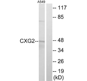 Western Blot - Anti-CXG2 Antibody (C15876) - Antibodies.com
