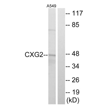 Western Blot - Anti-CXG2 Antibody (C15876) - Antibodies.com