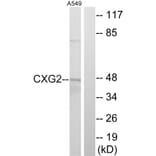 Western Blot - Anti-CXG2 Antibody (C15876) - Antibodies.com