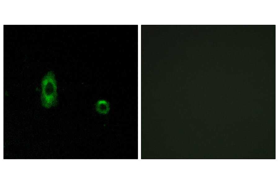 Immunofluorescence - Anti-CXG2 Antibody (C15876) - Antibodies.com