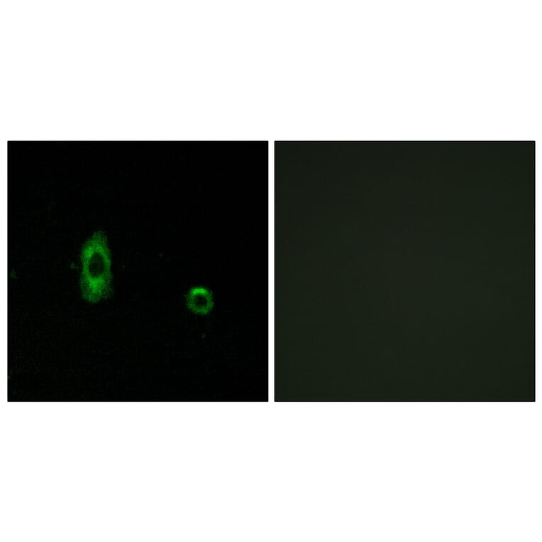 Immunofluorescence - Anti-CXG2 Antibody (C15876) - Antibodies.com
