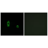 Immunofluorescence - Anti-CXG2 Antibody (C15876) - Antibodies.com