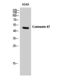 Western Blot - Anti-CXG2 Antibody (C15876) - Antibodies.com