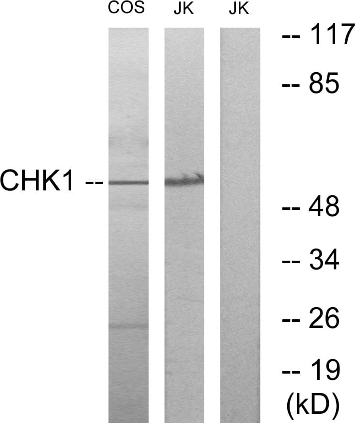 Western blot analysis of lysates from COS7 and JurKat cells using Anti-Chk1 Antibody. The right hand lane represents a negative control, where the antibody is blocked by the immunising peptide.