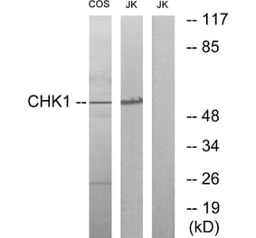 Western Blot - Anti-Chk1 Antibody (B0861) - Antibodies.com