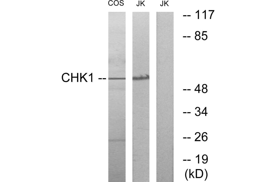 Western Blot - Anti-Chk1 Antibody (B0861) - Antibodies.com