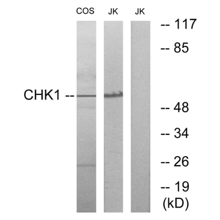 Western Blot - Anti-Chk1 Antibody (B0861) - Antibodies.com