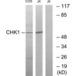 Western Blot - Anti-Chk1 Antibody (B0861) - Antibodies.com