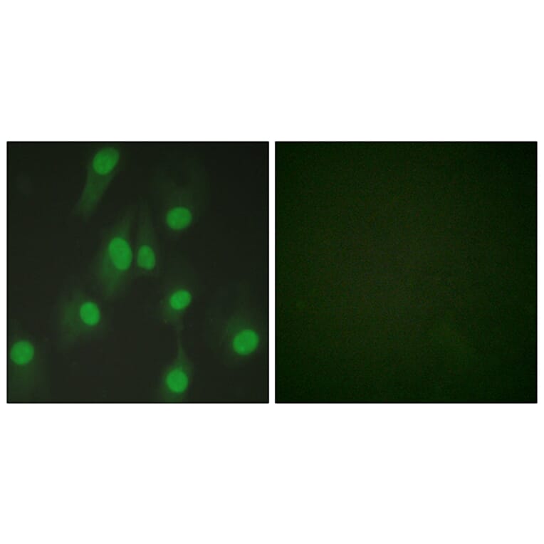 Immunofluorescence - Anti-Chk1 Antibody (B0861) - Antibodies.com