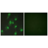 Immunofluorescence - Anti-Chk1 Antibody (B0861) - Antibodies.com