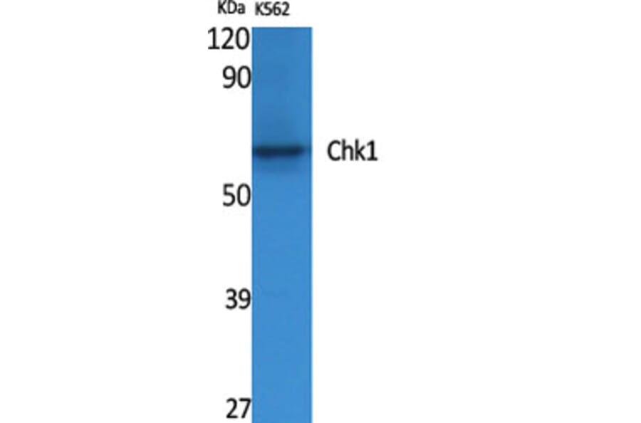 Western Blot - Anti-Chk1 Antibody (B0861) - Antibodies.com