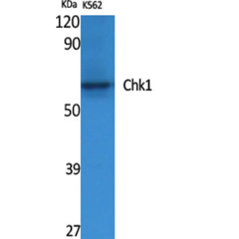Western Blot - Anti-Chk1 Antibody (B0861) - Antibodies.com