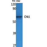 Western Blot - Anti-Chk1 Antibody (B0861) - Antibodies.com