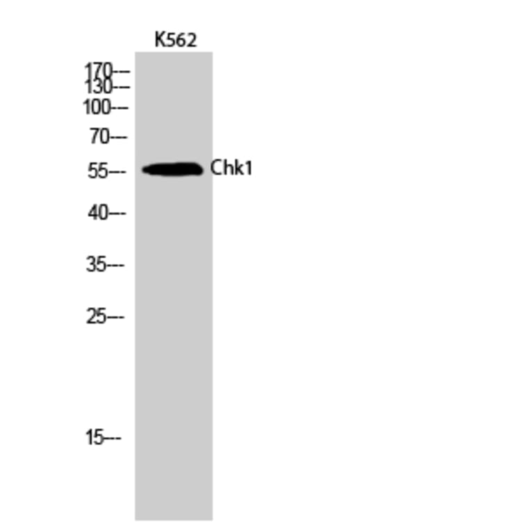 Western Blot - Anti-Chk1 Antibody (B0861) - Antibodies.com