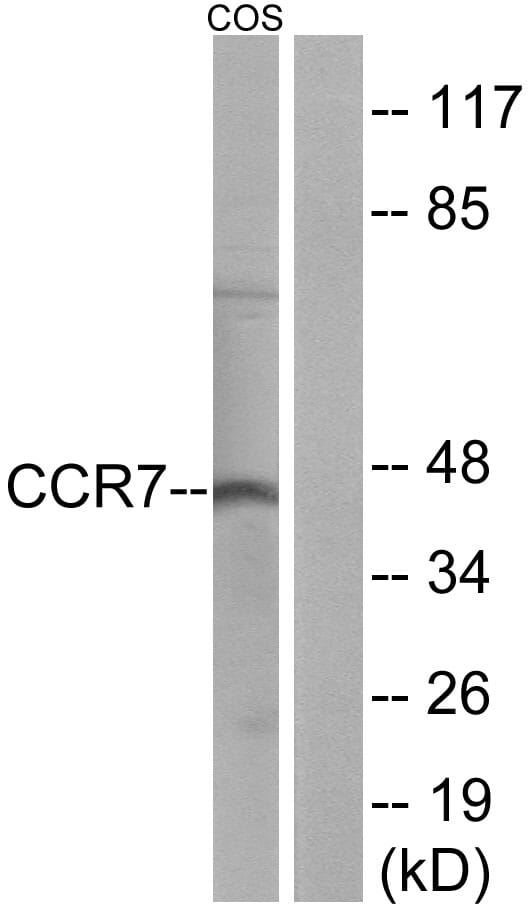 Western blot analysis of lysates from COS7 cells using Anti-CCR7 Antibody. The right hand lane represents a negative control, where the antibody is blocked by the immunising peptide.