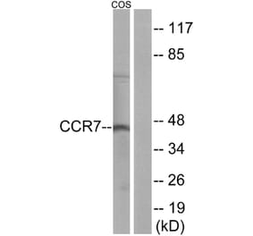 Western Blot - Anti-CCR7 Antibody (G053) - Antibodies.com