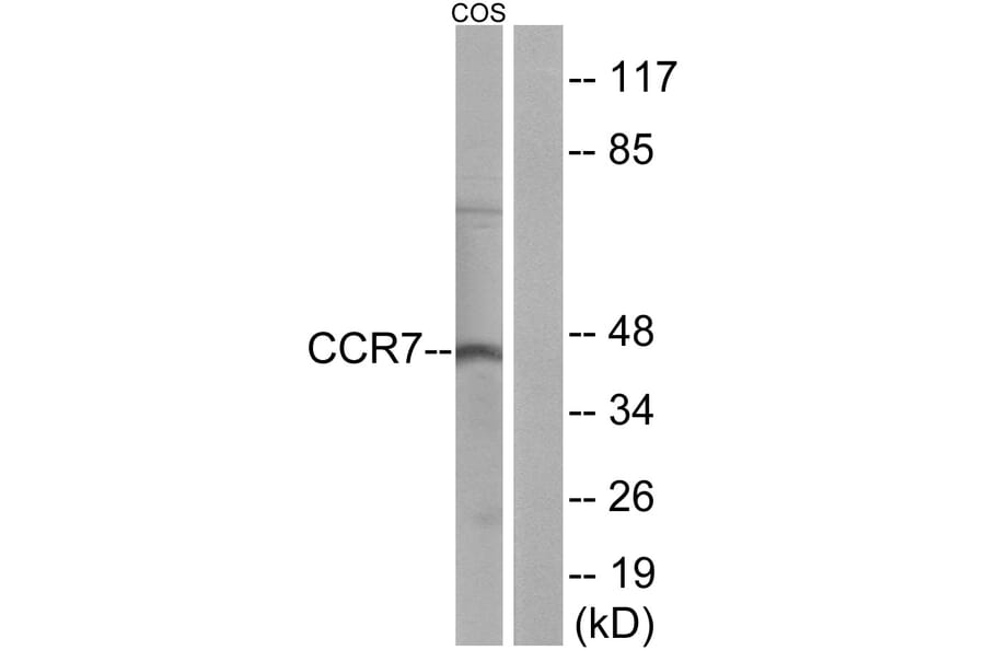 Western Blot - Anti-CCR7 Antibody (G053) - Antibodies.com