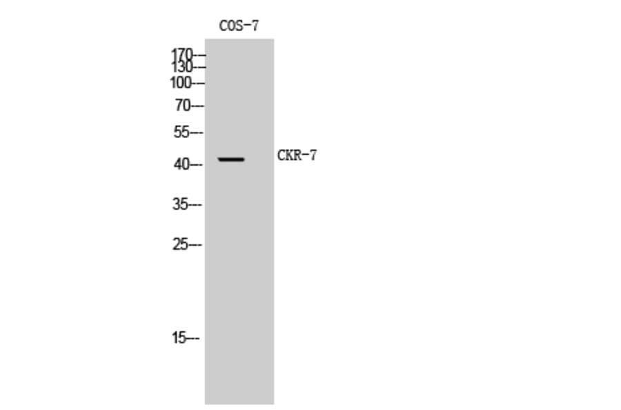 Western Blot - Anti-CCR7 Antibody (G053) - Antibodies.com