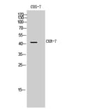 Western Blot - Anti-CCR7 Antibody (G053) - Antibodies.com