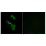 Immunofluorescence - Anti-C1QB Antibody (C15196) - Antibodies.com