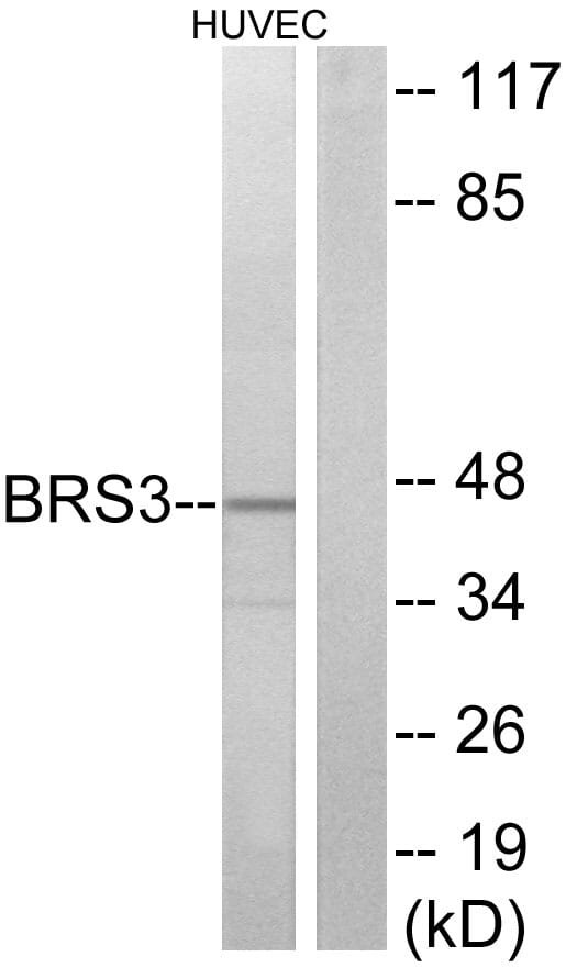 Western blot analysis of lysates from HUVEC cells using Anti-BRS3 Antibody. The right hand lane represents a negative control, where the antibody is blocked by the immunising peptide.