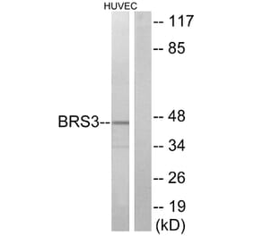 Western Blot - Anti-BRS3 Antibody (G034) - Antibodies.com