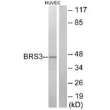 Western Blot - Anti-BRS3 Antibody (G034) - Antibodies.com