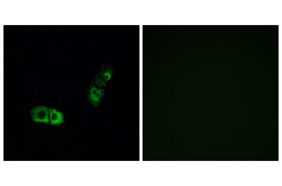 Immunofluorescence - Anti-BRS3 Antibody (G034) - Antibodies.com
