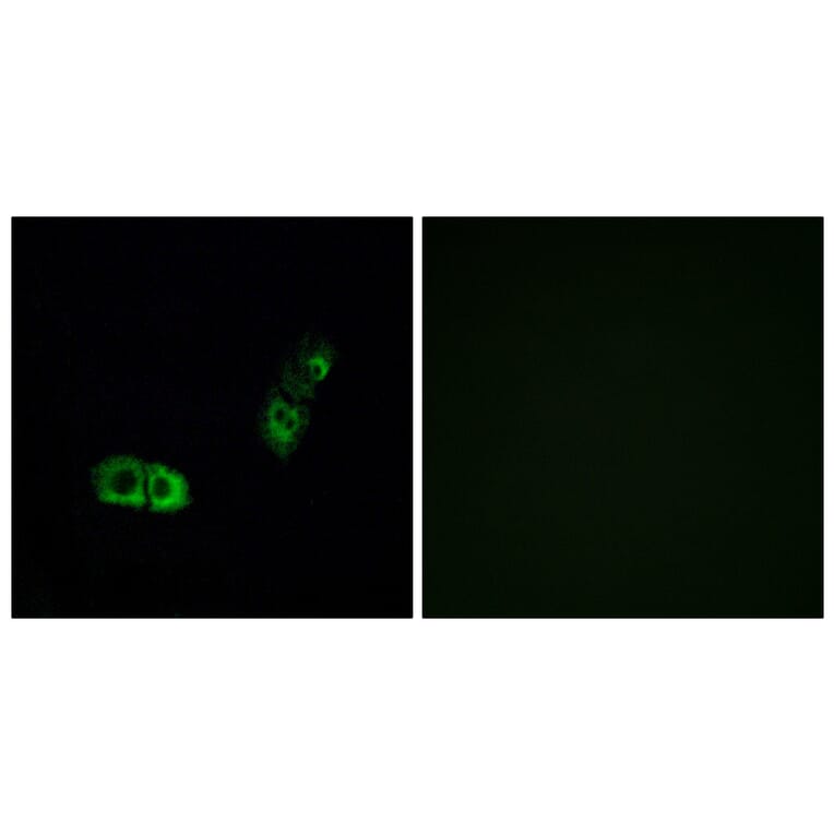 Immunofluorescence - Anti-BRS3 Antibody (G034) - Antibodies.com